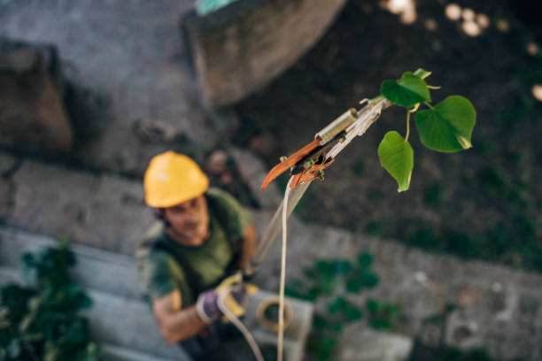 How Our Tree Care Process Works  in  Kodiak Station, AK